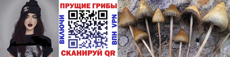 Псилоцибиновые грибы Cubensis  Бор 